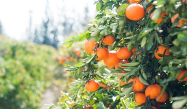 Pope Leo: Ending food insecurity requires regenerative and sustainable food systems